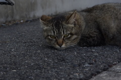 野良猫さん