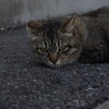 野良猫さん