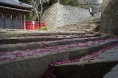 階段に落ちる花びら