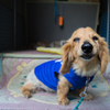うちのおばあちゃん犬