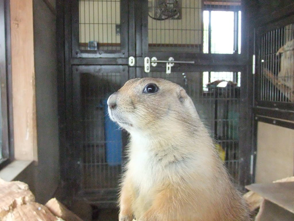 プレーリーさん真顔