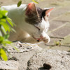 招き猫