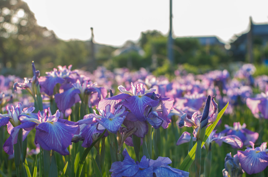 花菖蒲園