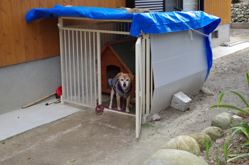 老犬