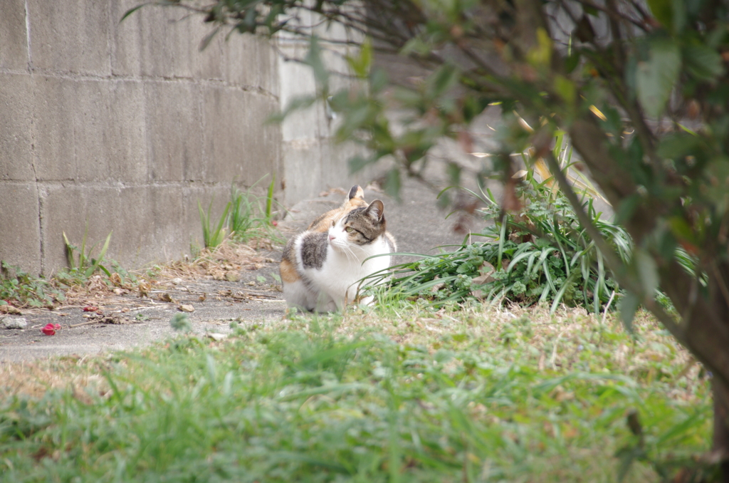 日本だけの種