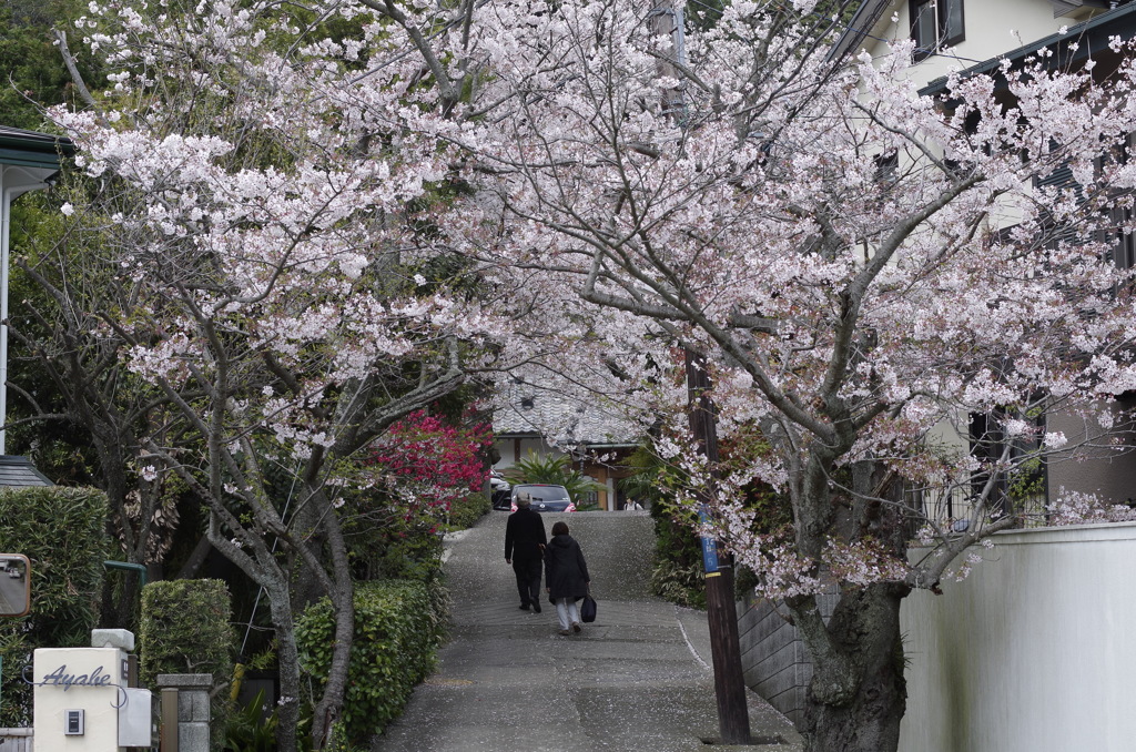 鎌倉の桜