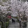 鎌倉の桜