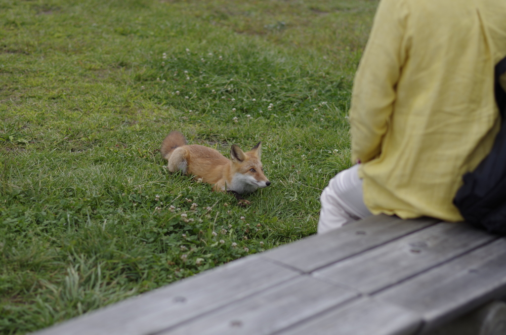 「2014北海道」北の動物達4