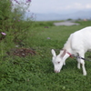 「2014北海道」北の動物達2