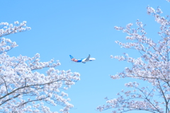 さくらの丘公園③