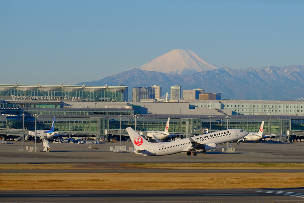 2月12日のハミングバード①