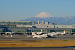 2月12日のハミングバード①