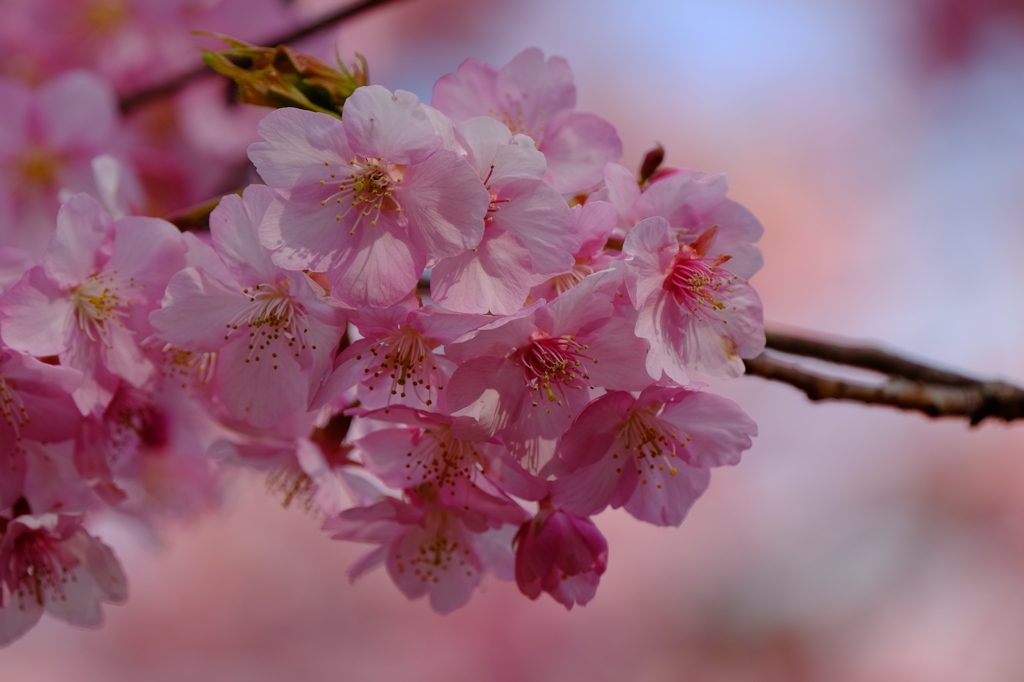 河津桜