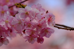 河津桜