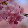 河津桜