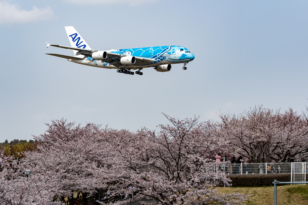 桜と海ガメ