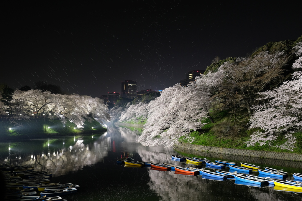 千鳥ヶ淵（桜舞う）