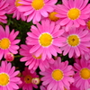 菊