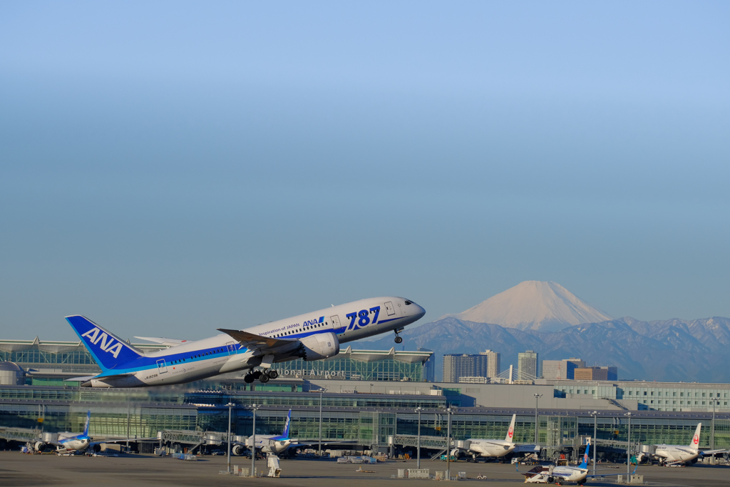 2月12日のハミングバード③