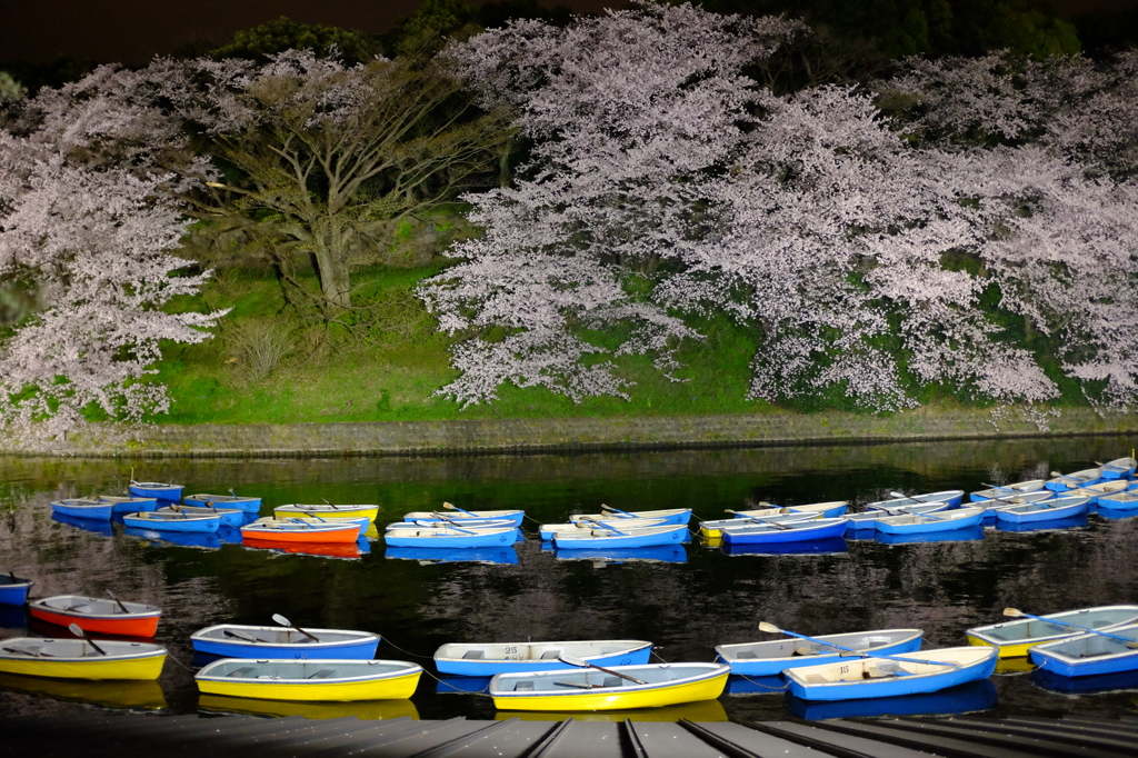 千鳥ヶ淵②