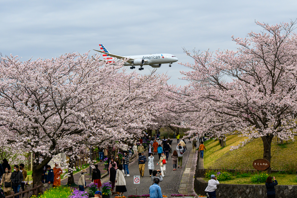 American Airline(N807AA)