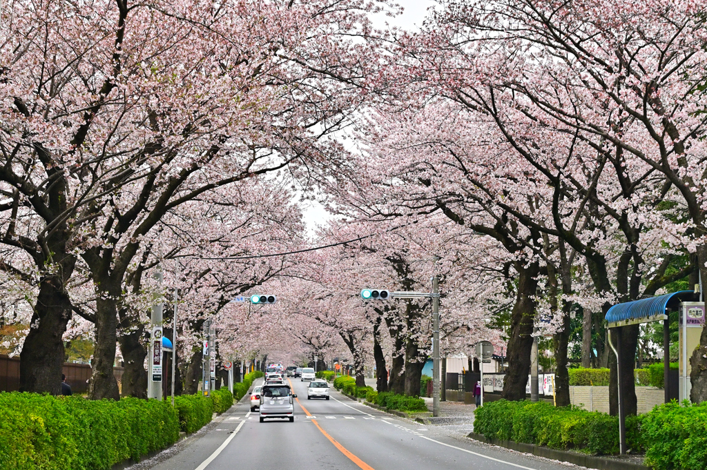 近所の桜通り