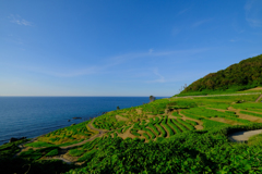 白米千枚田
