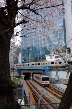 丸ノ内線と中央線と桜