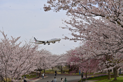 桜吹雪