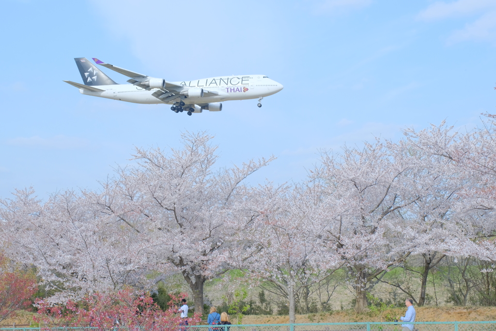 さくらの山公園③