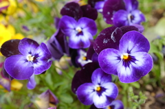 パンジー