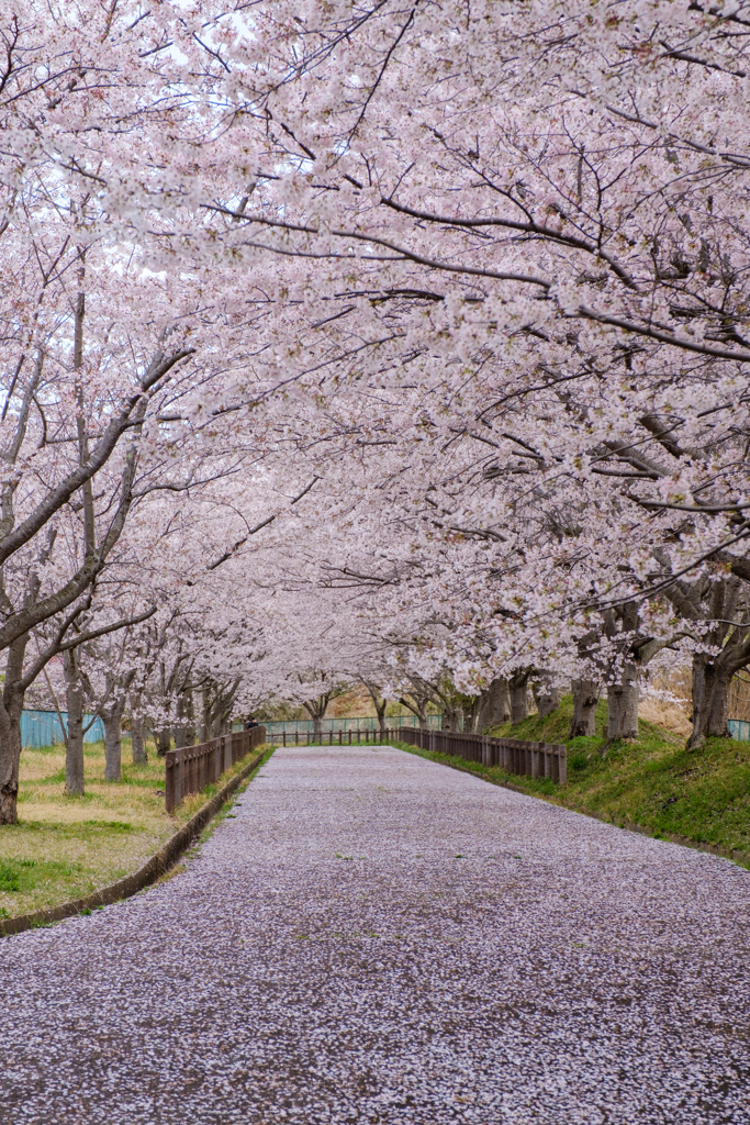 桜の絨毯