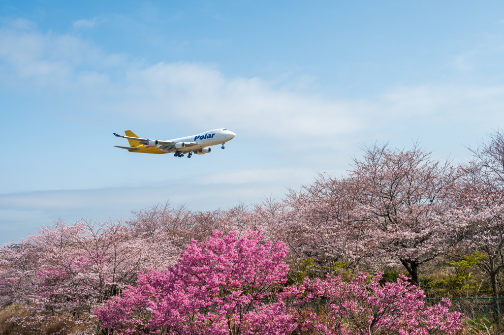 さくらの山