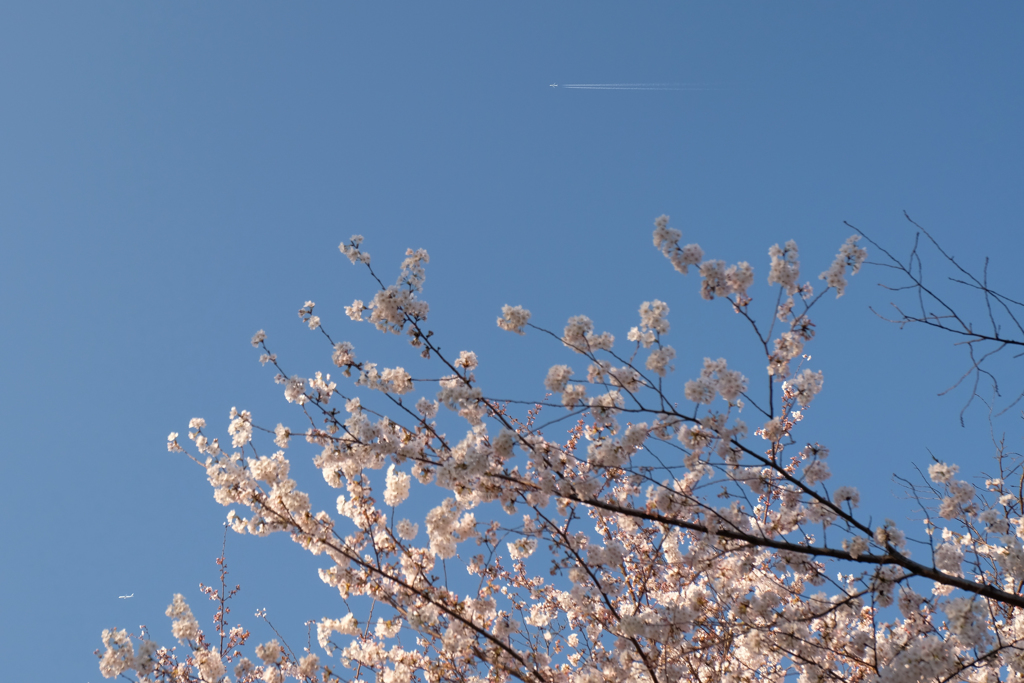 桜と（小っさく）旅客機