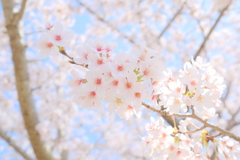 さくらの丘公園の桜