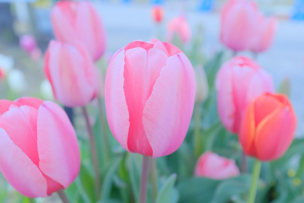 tulip