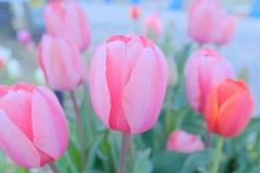 tulip