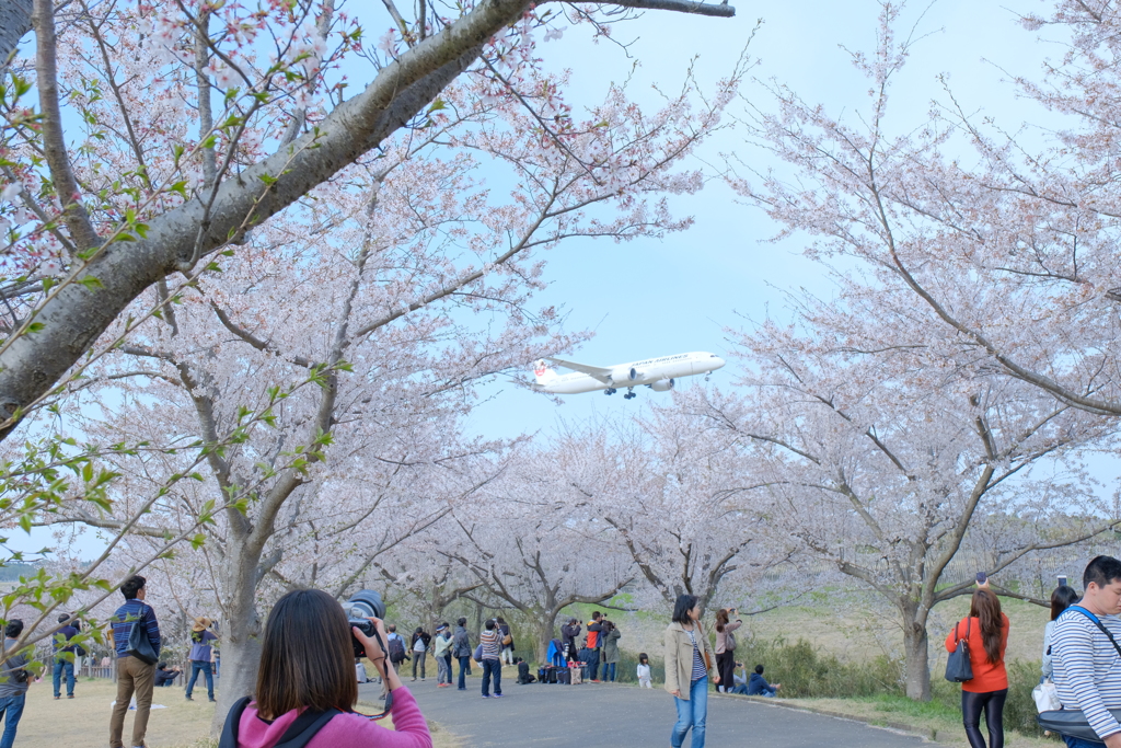 さくらの山公園②