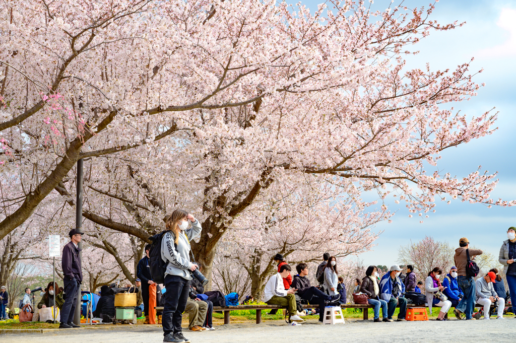 満開の桜の下