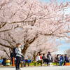 満開の桜の下