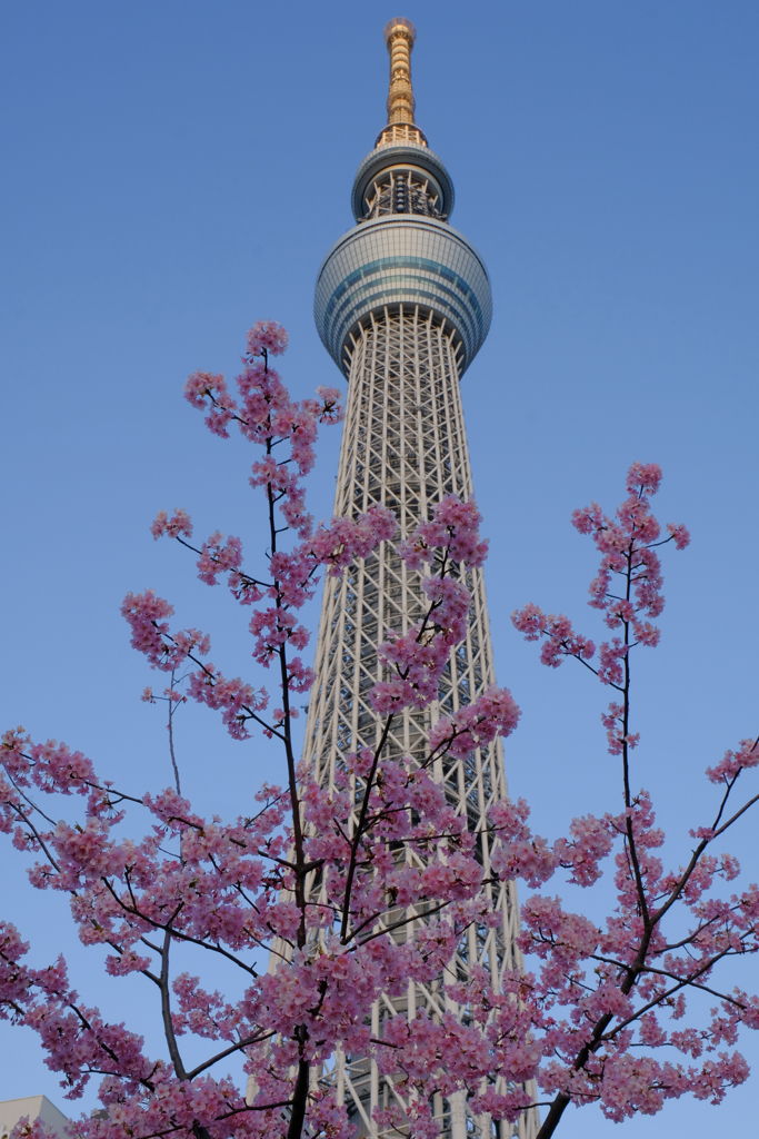 春を感じる（２）