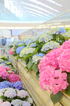 羽田の紫陽花