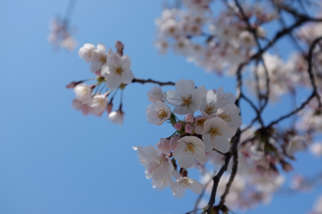 桜