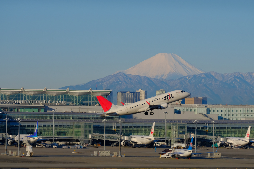 2月12日のハミングバード②