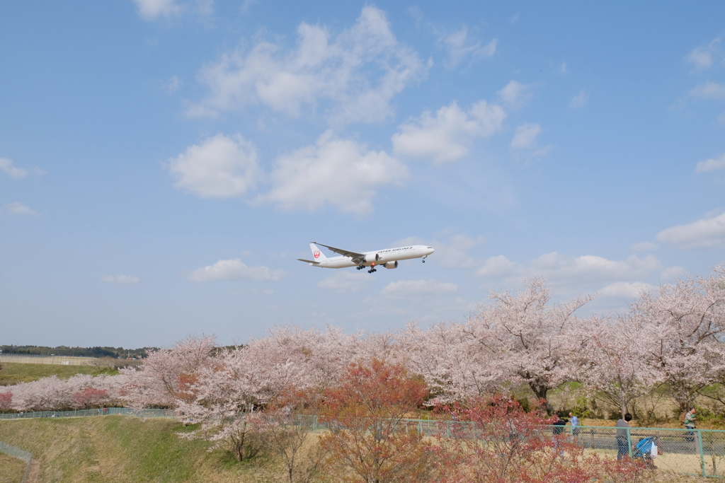 さくらの山公園④