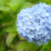 紫陽花