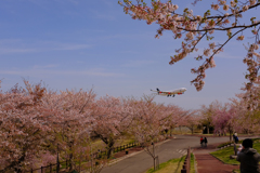 さくらの山公園