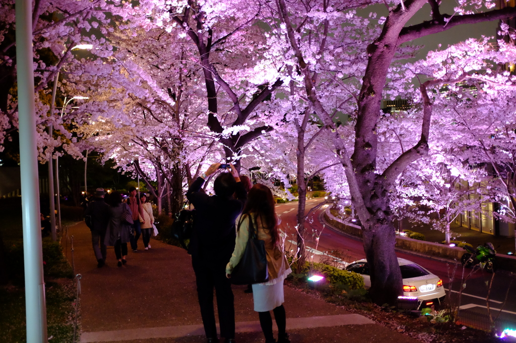 東京ミッドタウン桜通り