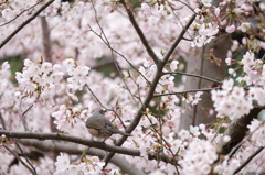 蜜、旨い!?