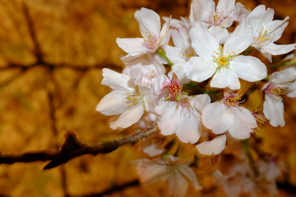 夜桜